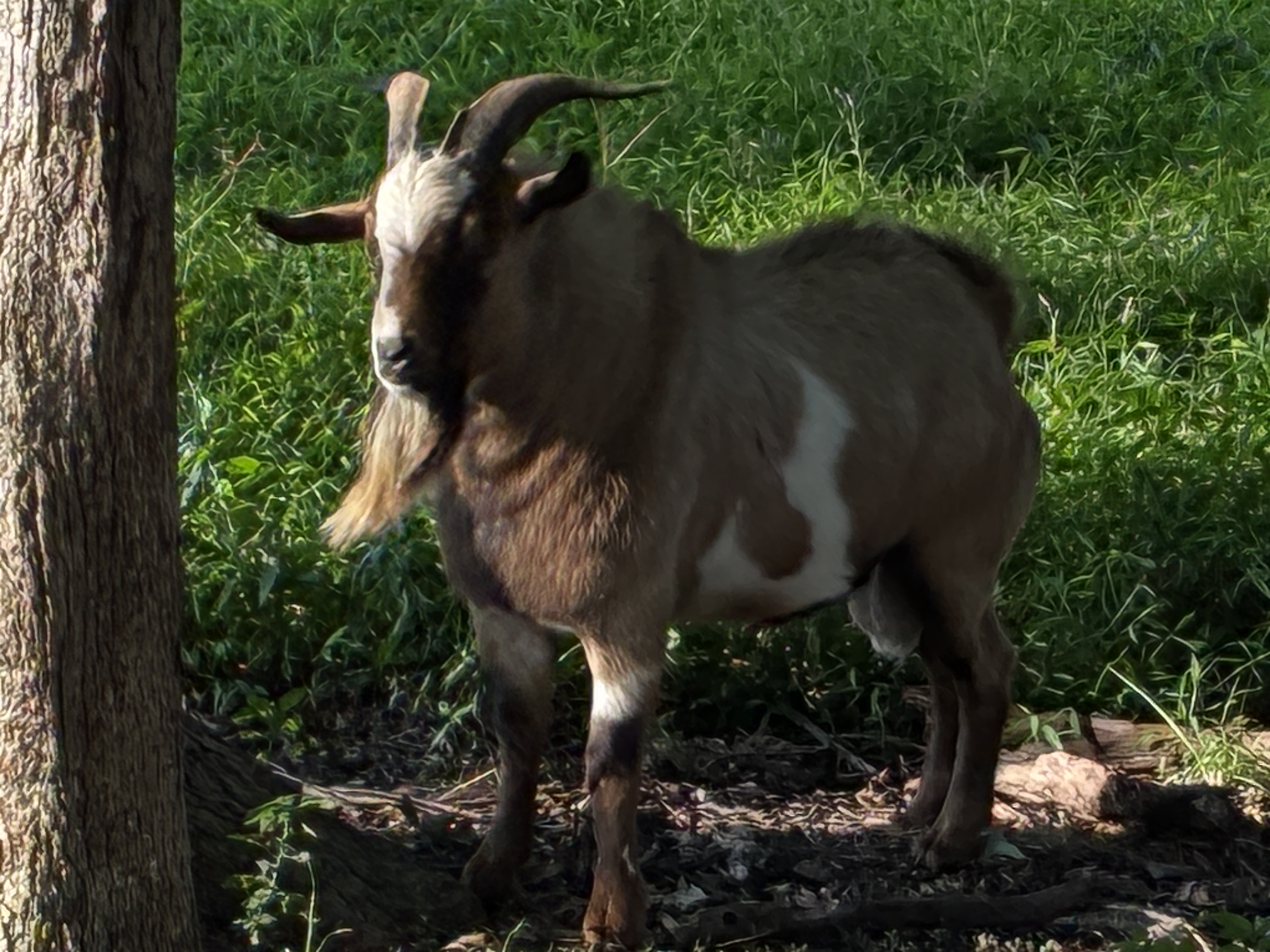 100% Myotonic (Fainting) Goat Buck