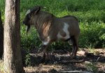 100% Myotonic (Fainting) Goat Buck