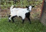 100% Myotonic (Fainting) Goat Wethered Bucklings