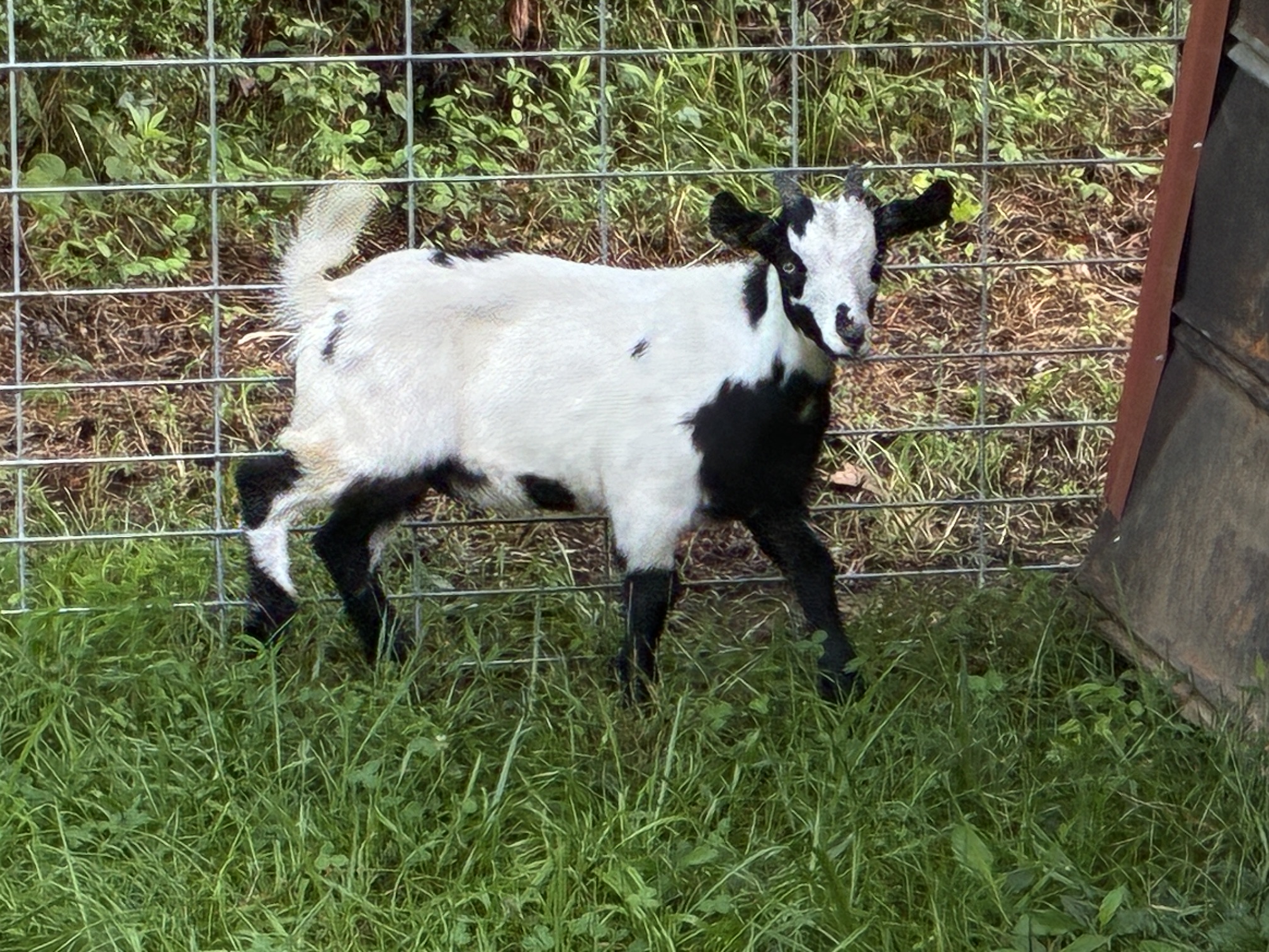 100% Myotonic (Fainting) Goat Wethered Bucklings