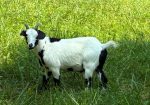 100% Myotonic (Fainting) Goat Wethered Bucklings