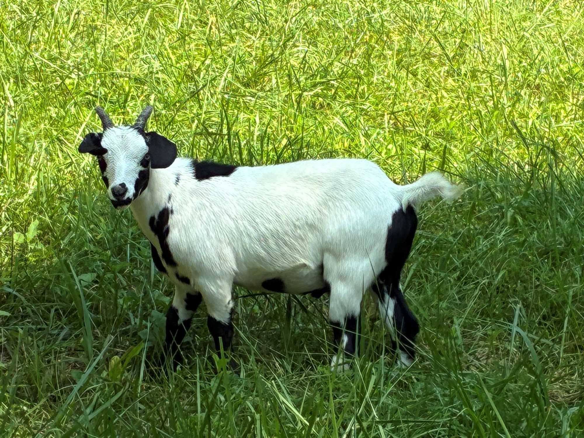 Myotonic goats (Myotonic goats, 5 mo) in NC