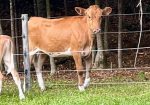Reg. Guernsey Yearly Heifer