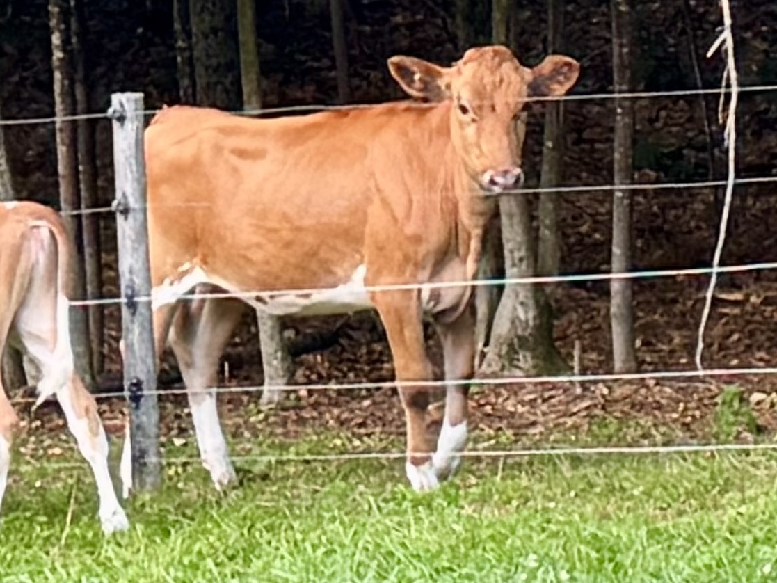 Reg. Guernsey Yearly Heifer