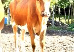 Reg. Guernsey Yearly Heifer