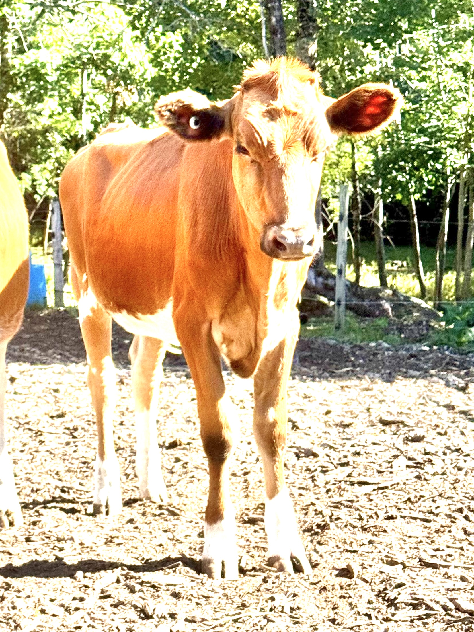 Reg. Guernsey Yearly Heifer
