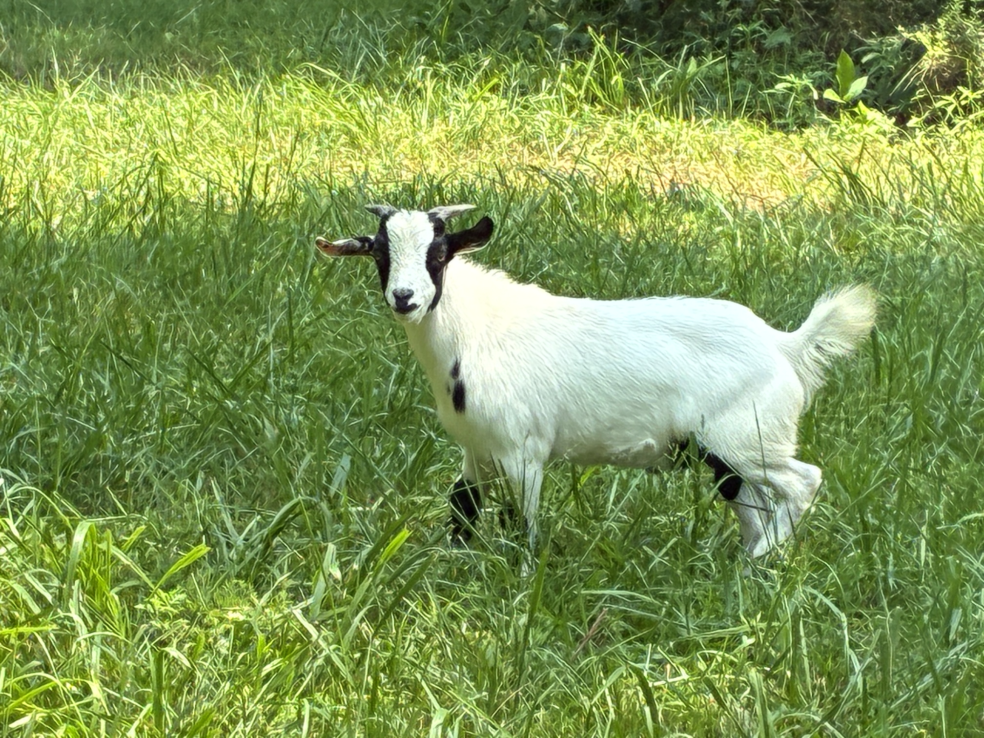 Myotonic goats (Myotonic goats, 5 mo) in NC